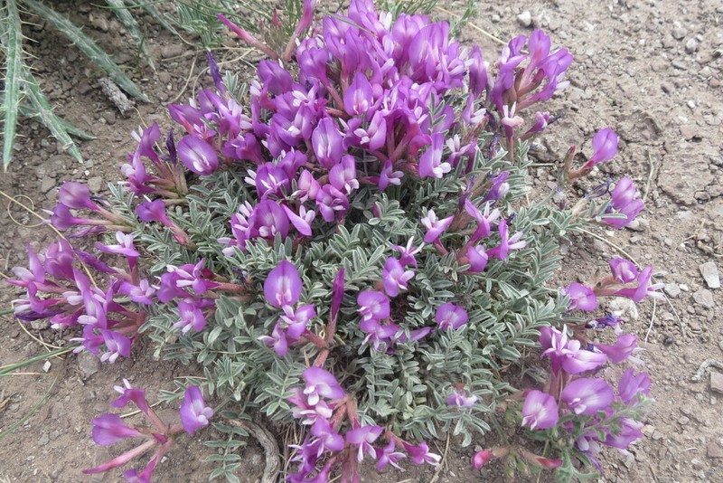 Astragalus angarensis photo 2