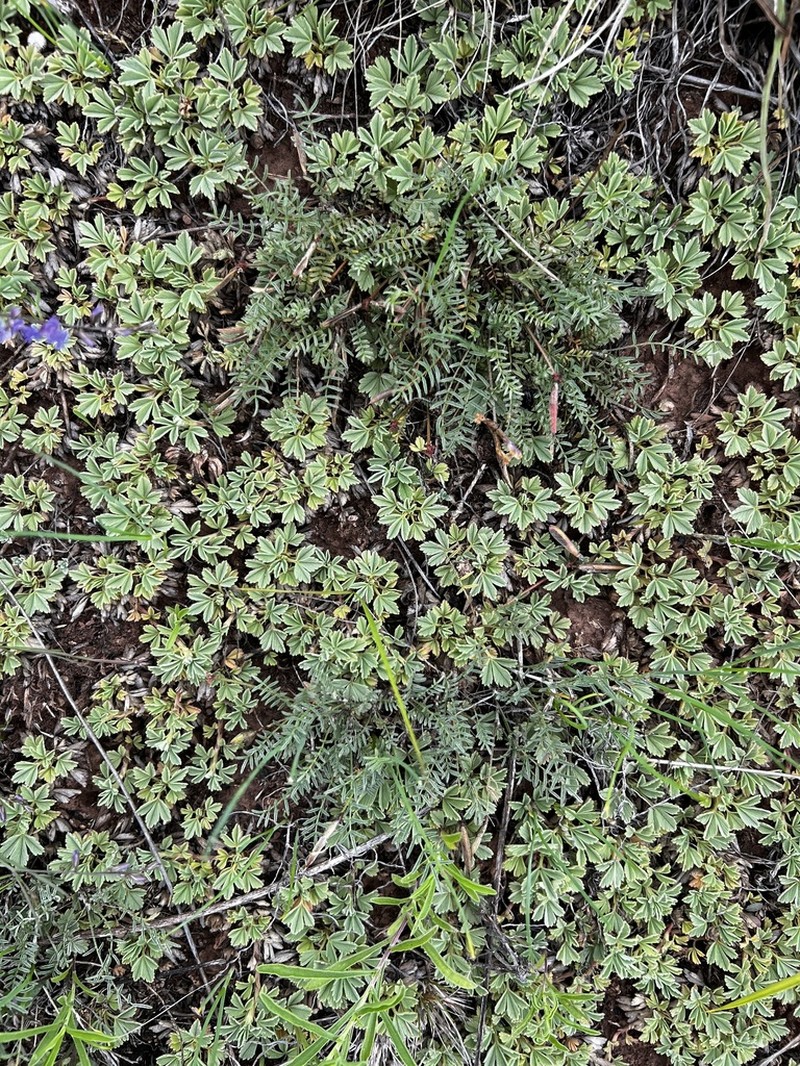 Astragalus angarensis photo 3