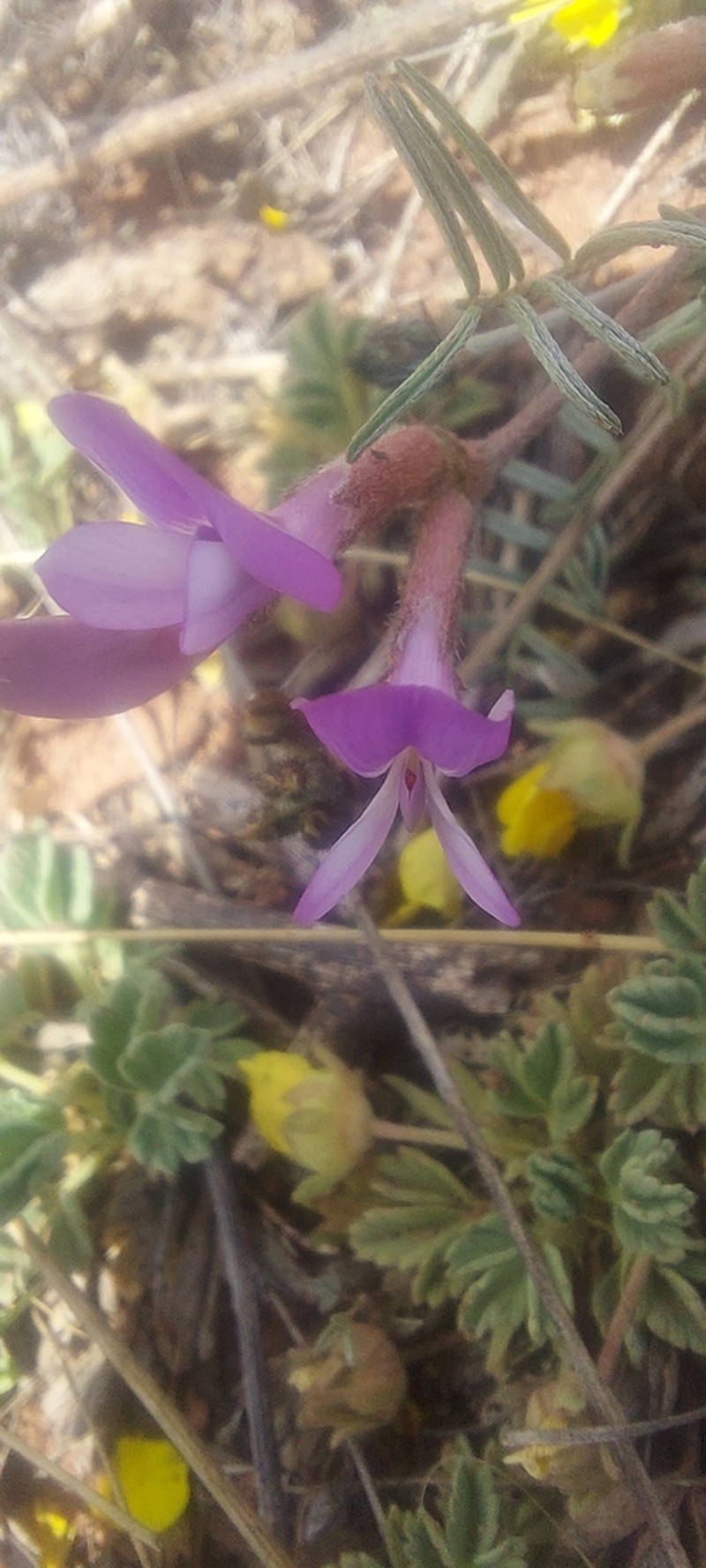 Astragalus angarensis photo 4