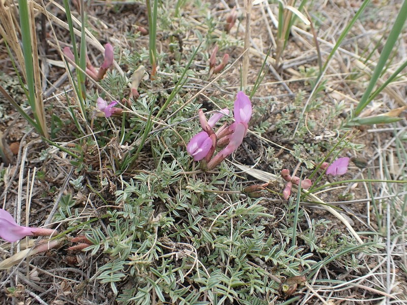 Astragalus angarensis photo 5