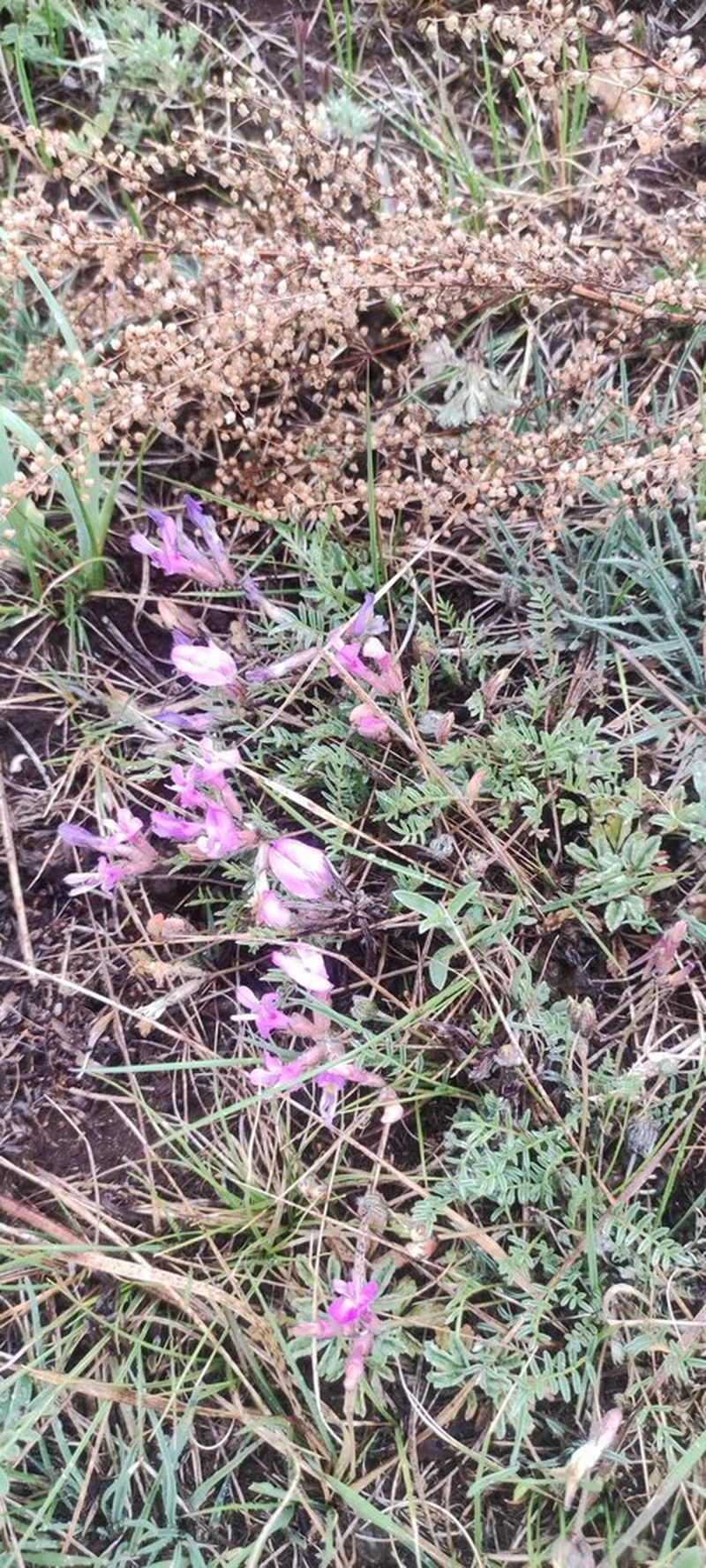 Astragalus angarensis photo 6