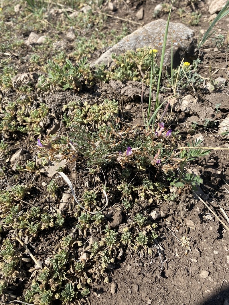 Astragalus angarensis photo 7