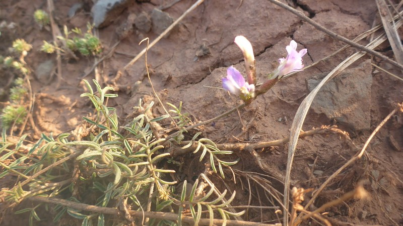 Astragalus angarensis photo 8