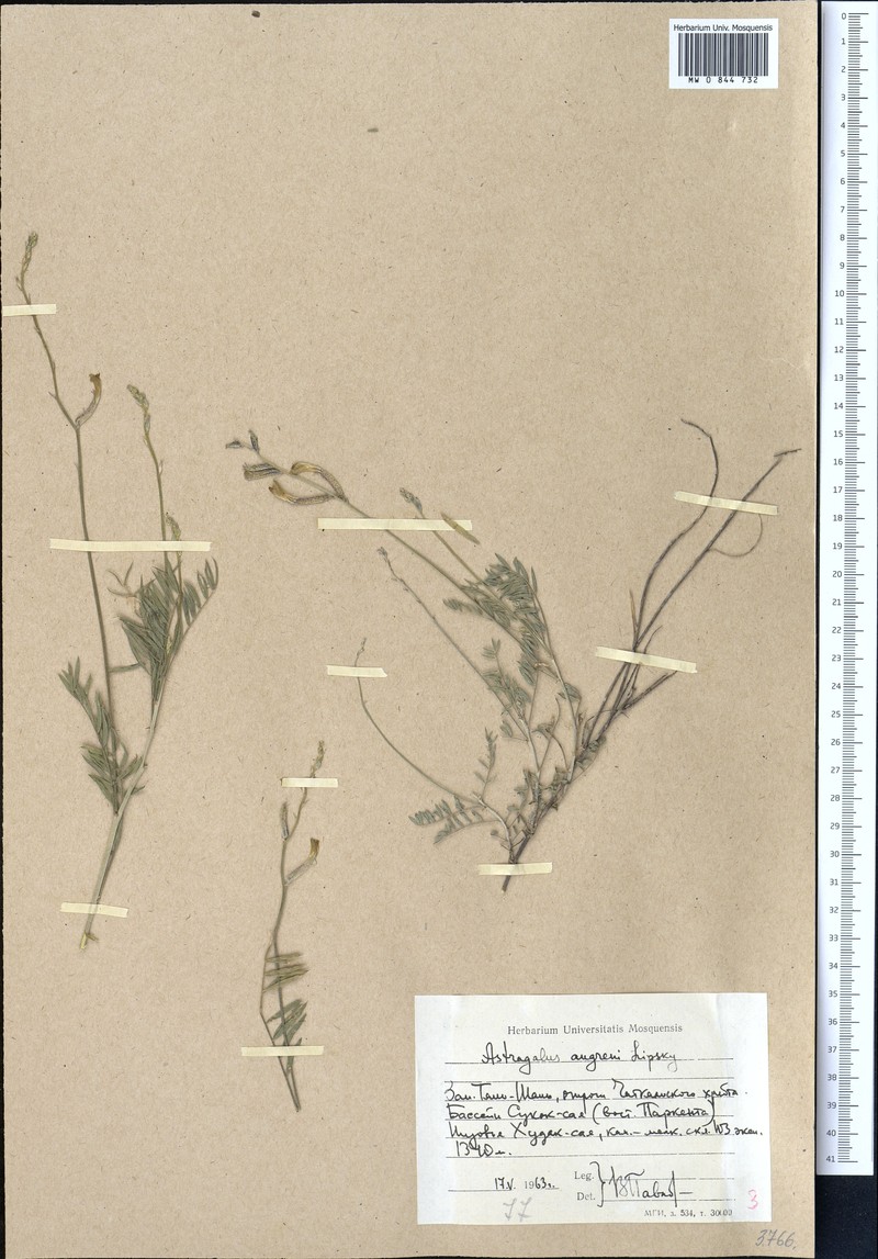 Astragalus angreni