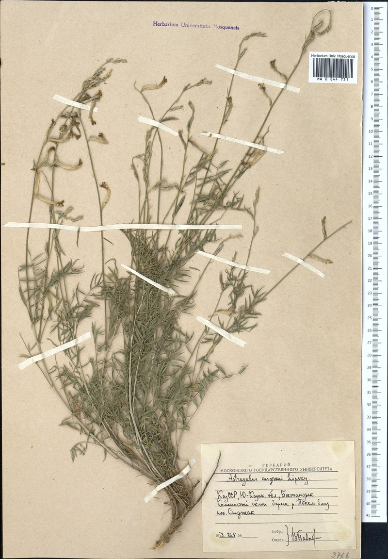 Astragalus angreni photo 2