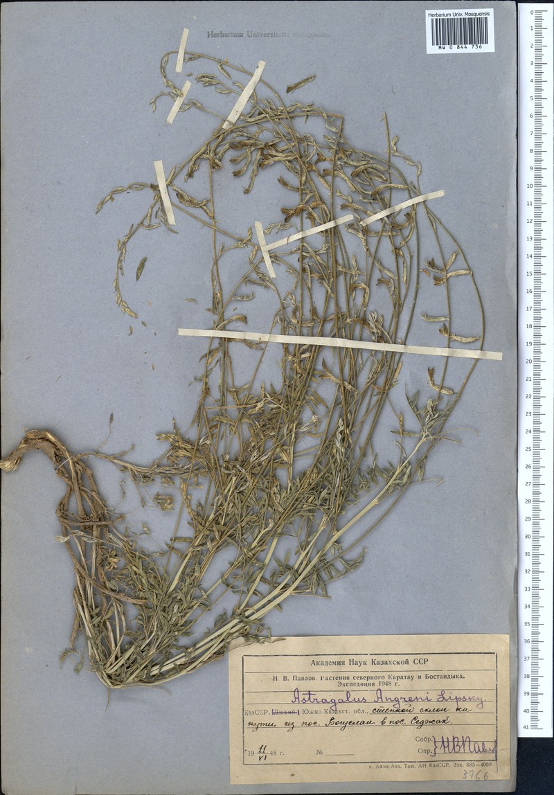 Astragalus angreni photo 3