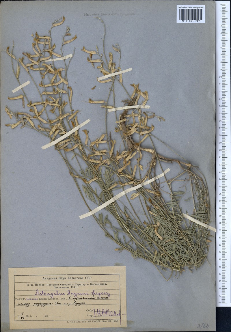 Astragalus angreni photo 4