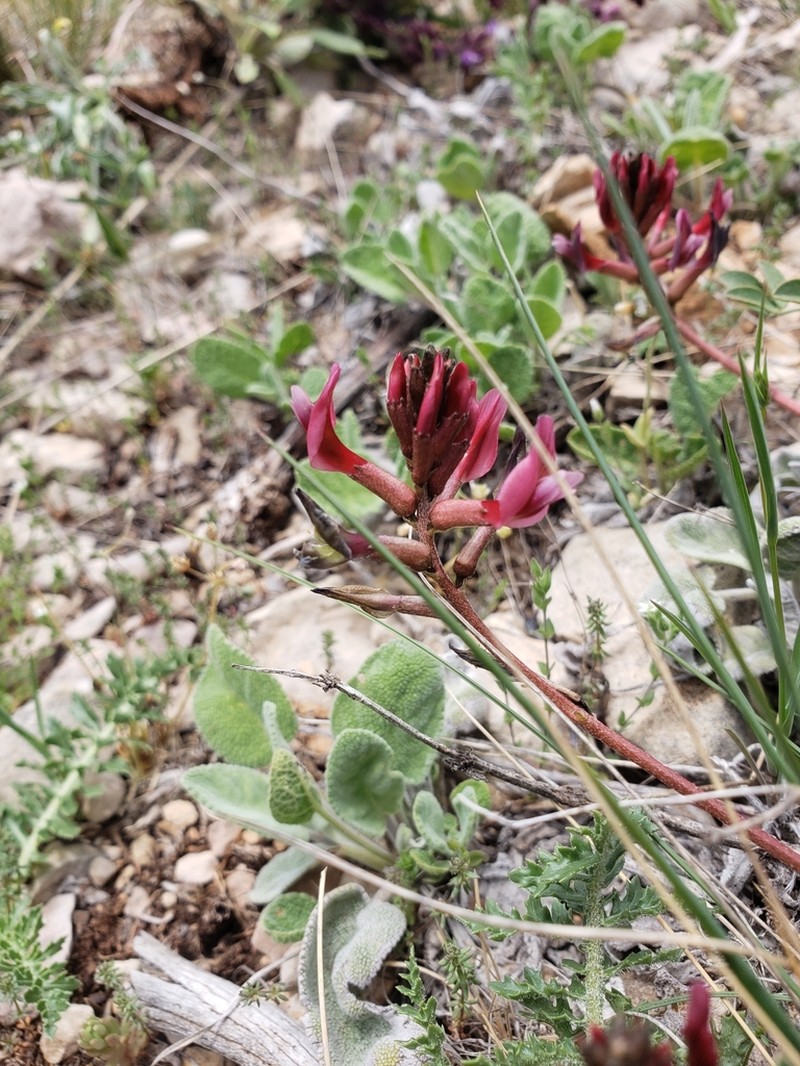 Astragalus angulosus photo 5