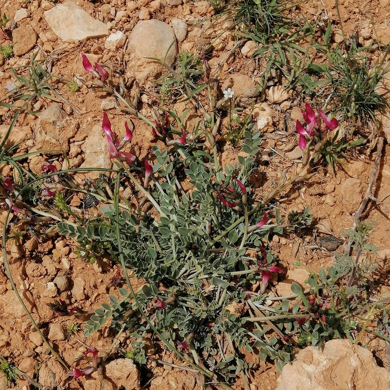 Astragalus angulosus photo 6