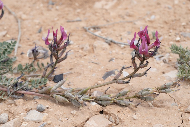 Astragalus angulosus photo 7