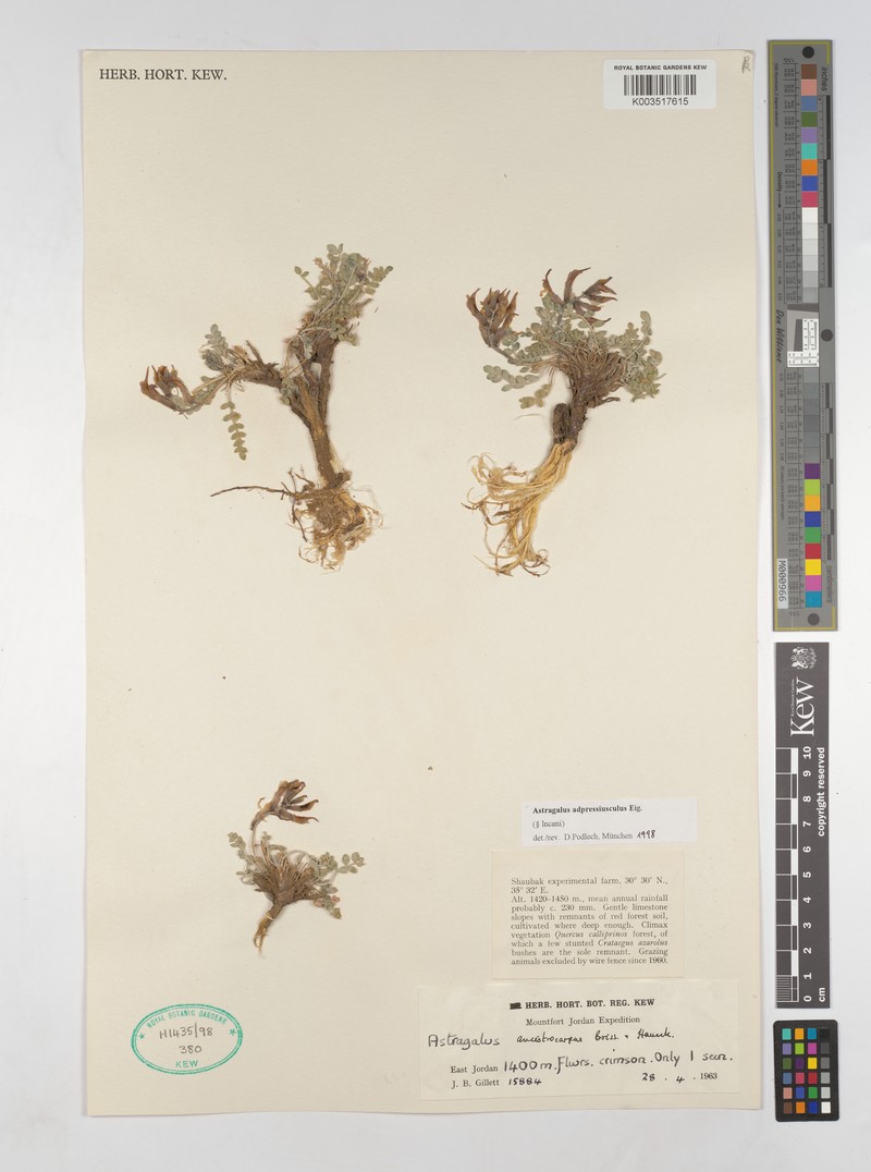 Astragalus angulosus photo 8