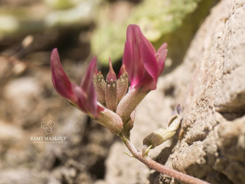 Astragalus angulosus