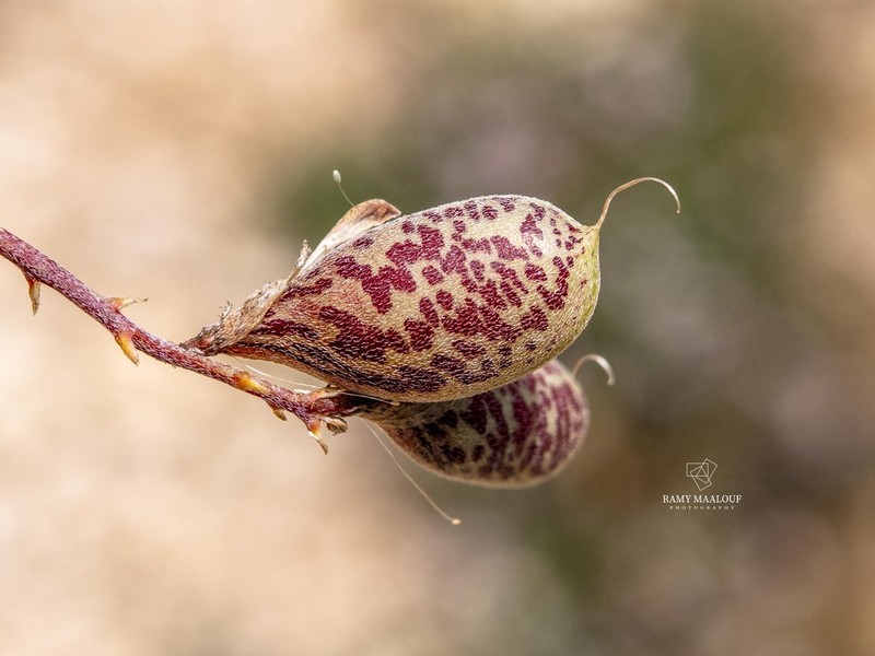 Astragalus angulosus photo 2