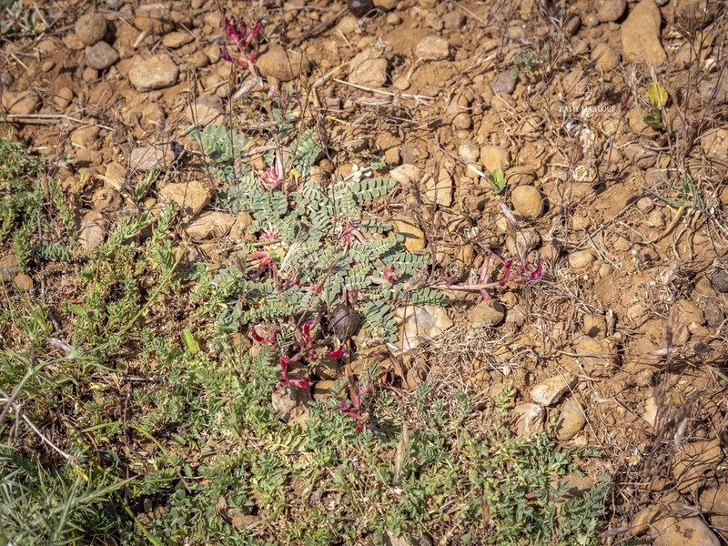 Astragalus angulosus photo 3