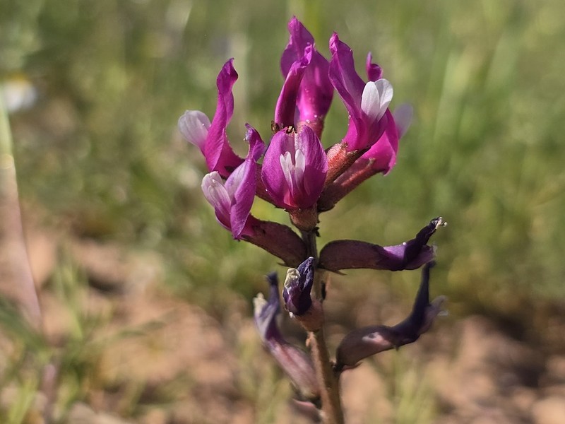 Astragalus angulosus photo 4