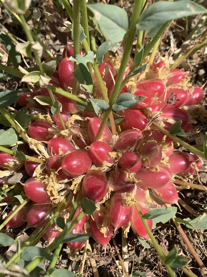 Astragalus angustiflorus
