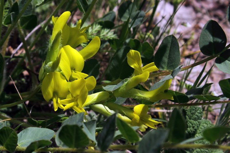 Astragalus angustiflorus photo 2