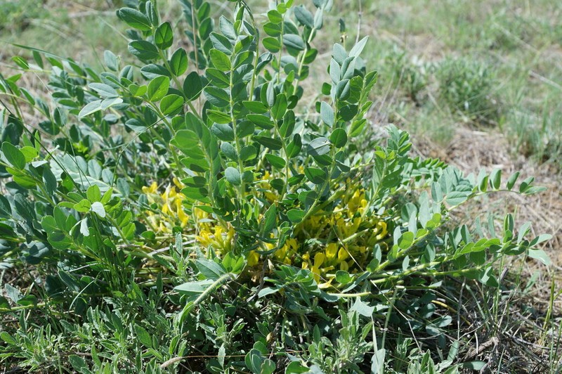 Astragalus angustiflorus photo 3