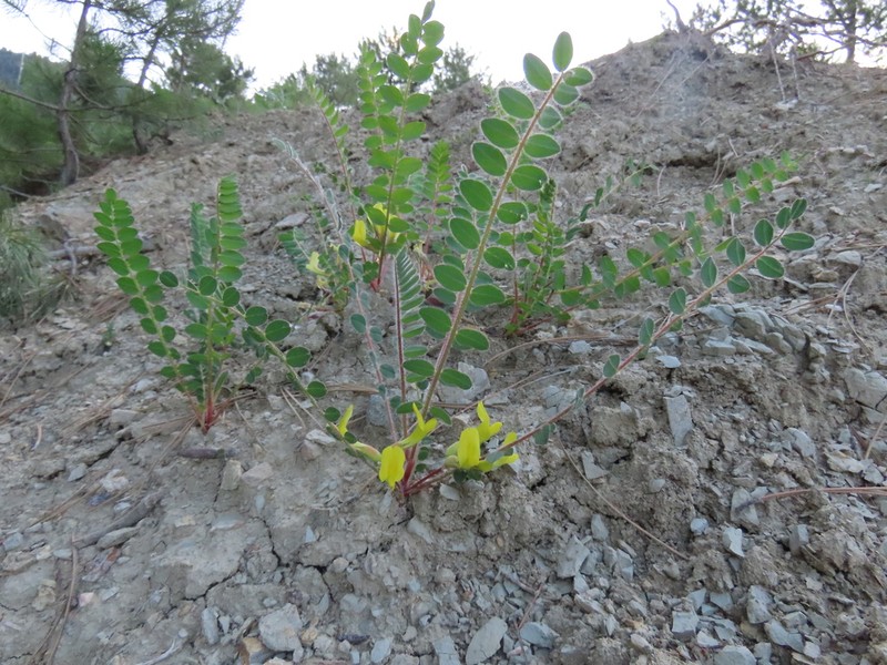 Astragalus angustiflorus photo 4