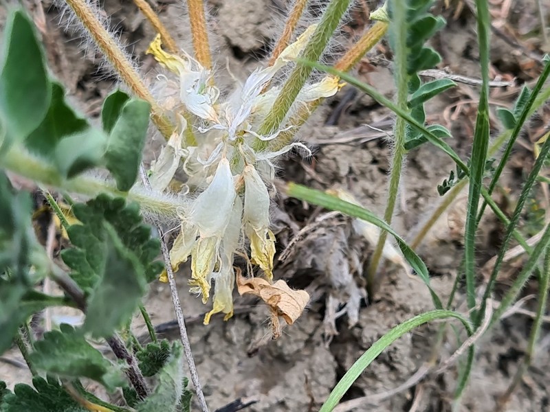 Astragalus angustiflorus photo 5