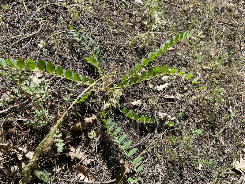 Astragalus angustiflorus photo 6