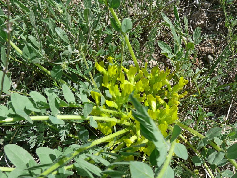 Astragalus angustiflorus photo 8