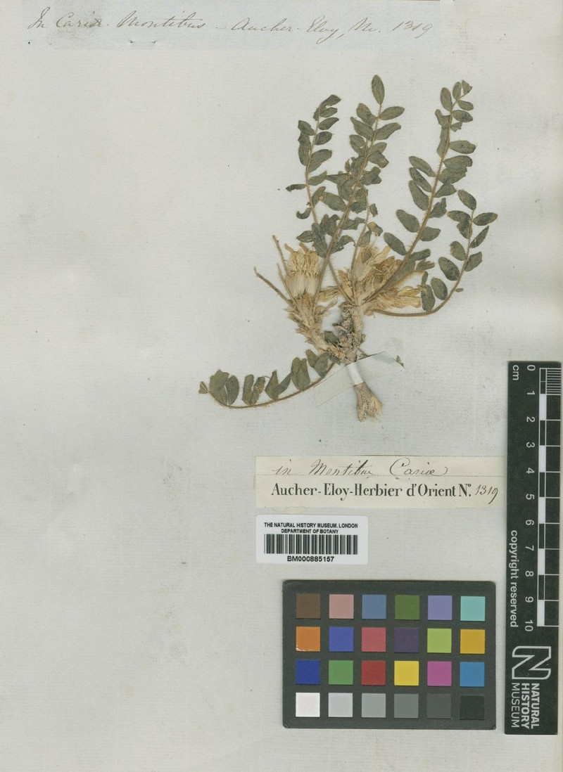 Astragalus angustiflorus subsp. anatolicus