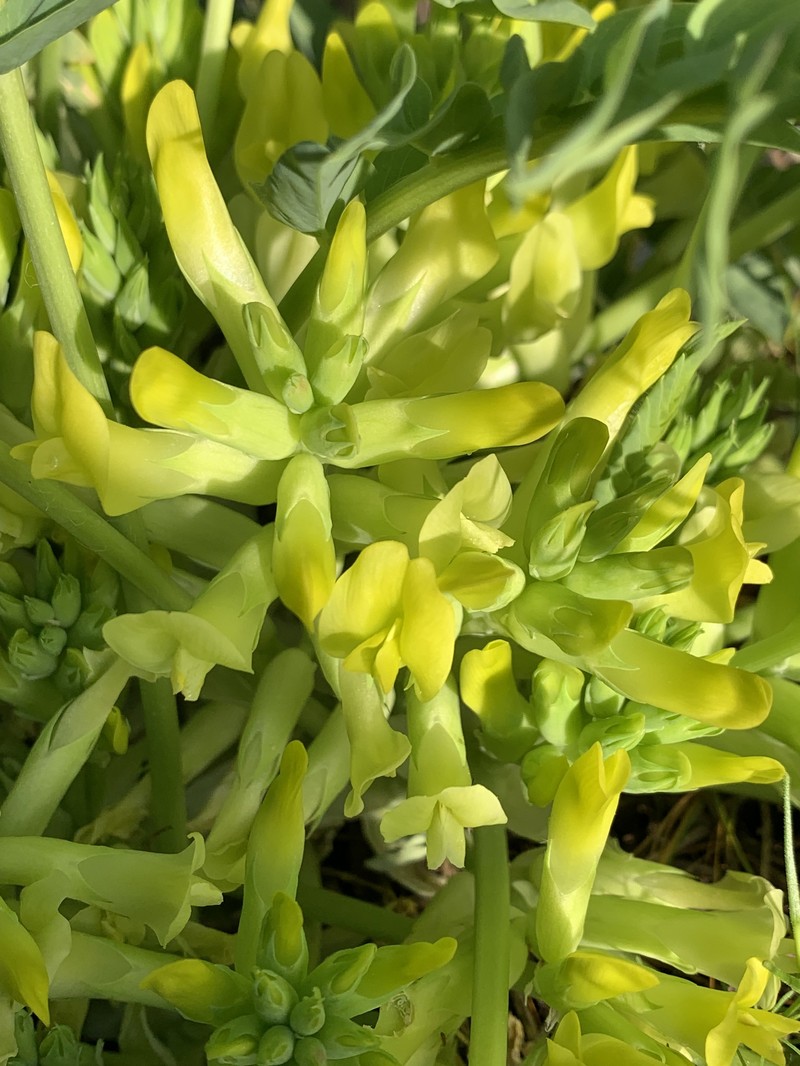 Astragalus angustiflorus subsp. angustiflorus