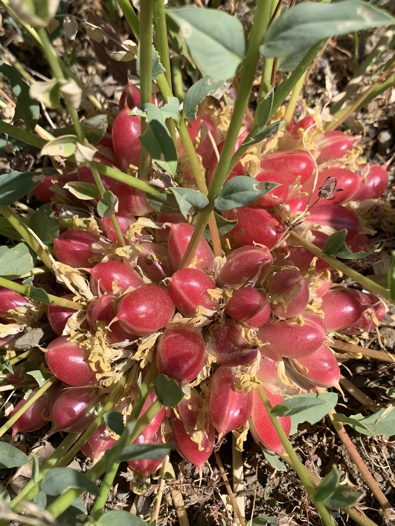 Astragalus angustiflorus subsp. angustiflorus photo 2