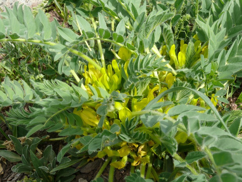 Astragalus angustiflorus subsp. angustiflorus photo 3