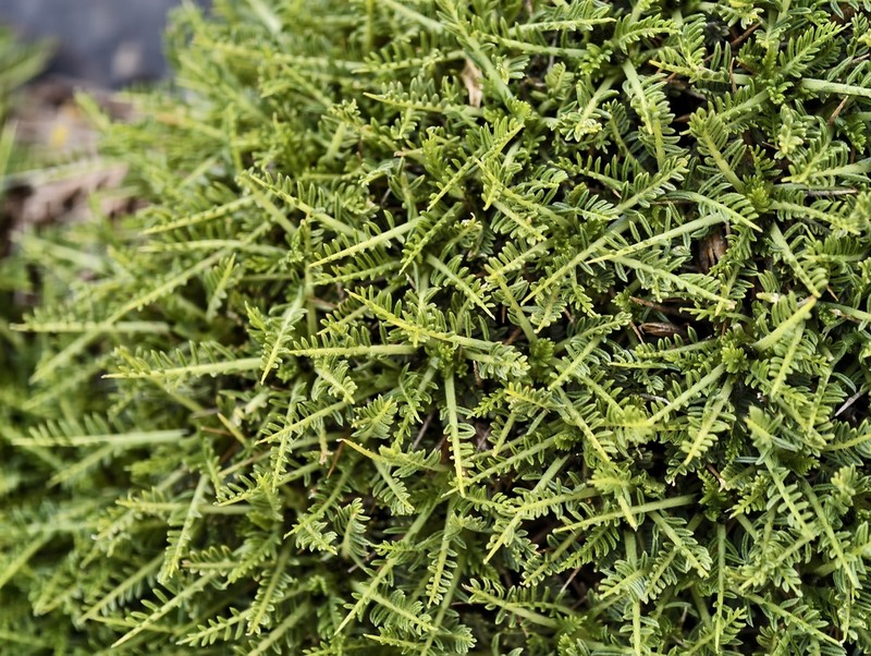 Astragalus angustifolius photo 3