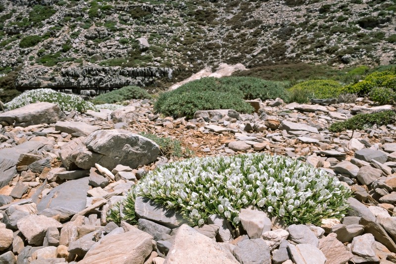 Astragalus angustifolius photo 4