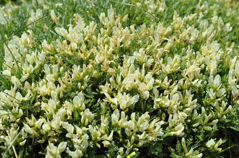 Astragalus angustifolius photo 5