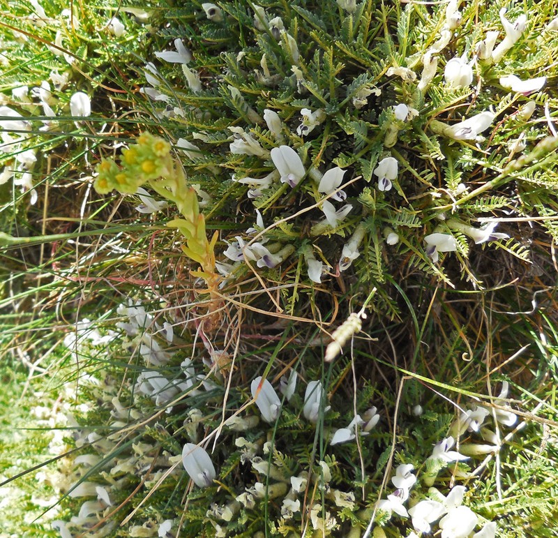 Astragalus angustifolius photo 6