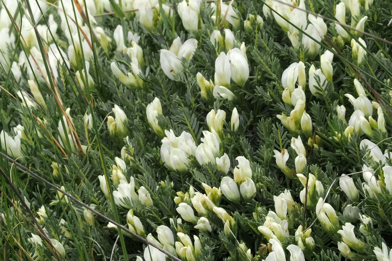Astragalus angustifolius photo 7