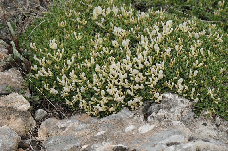 Astragalus angustifolius photo 8