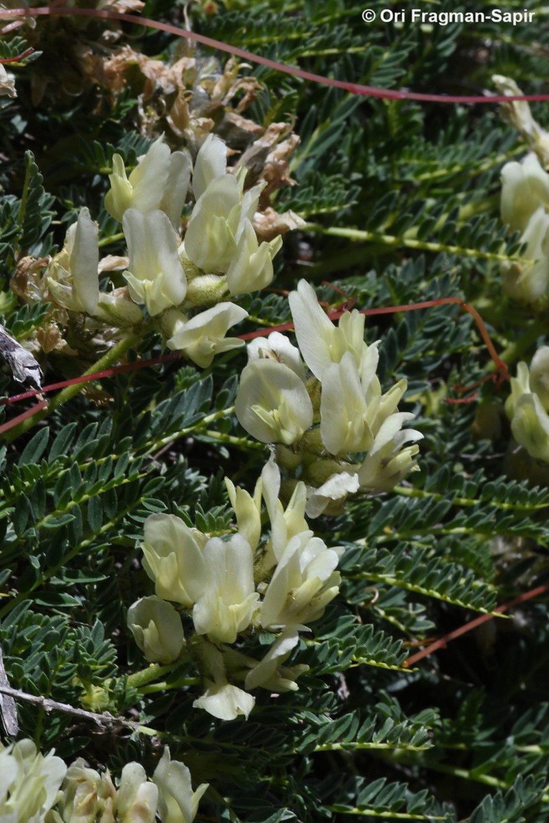 Astragalus angustifolius