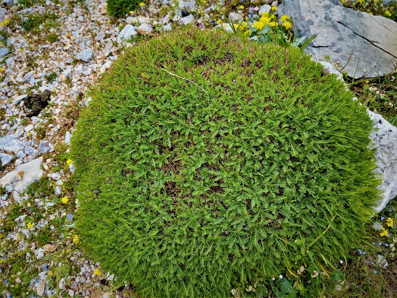 Astragalus angustifolius subsp. aegeicus