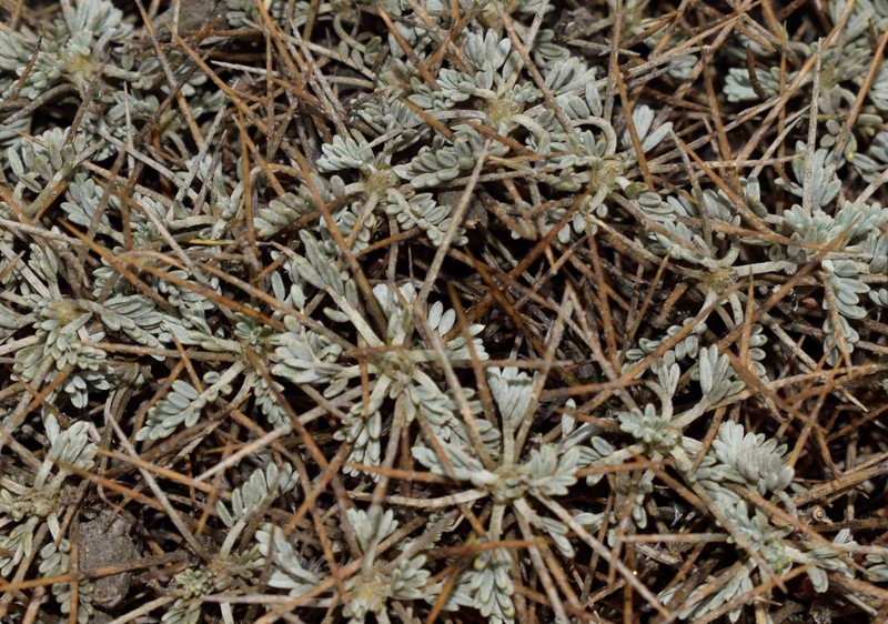 Astragalus angustifolius subsp. aegeicus photo 2