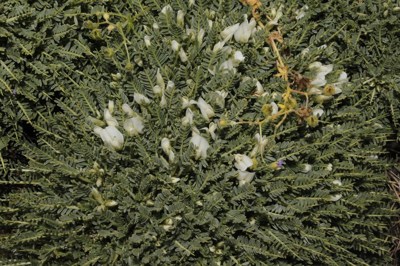 Astragalus angustifolius subsp. aegeicus photo 3