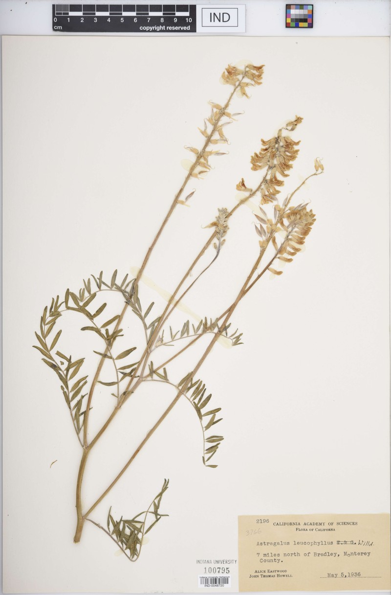 Astragalus angustifolius subsp. angustifolius