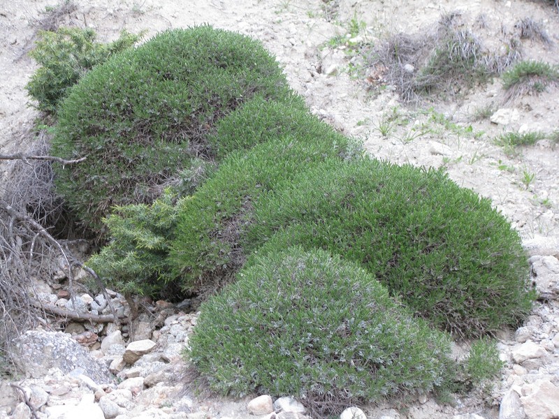 Astragalus angustifolius subsp. balcanicus