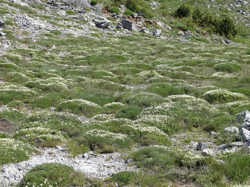 Astragalus angustifolius subsp. balcanicus photo 2