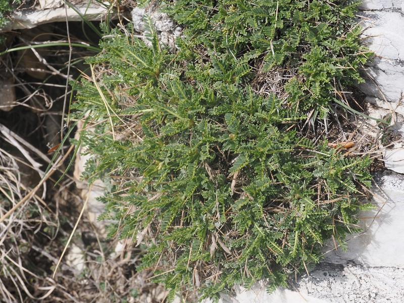 Astragalus angustifolius subsp. balcanicus photo 3