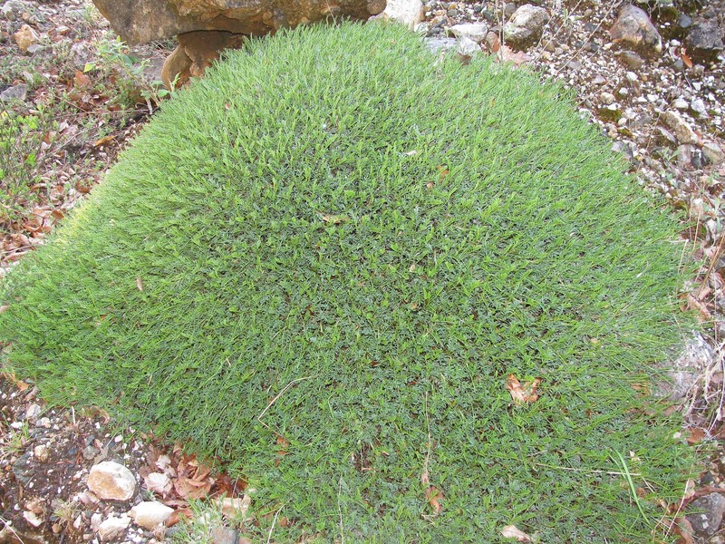 Astragalus angustifolius subsp. balcanicus photo 4