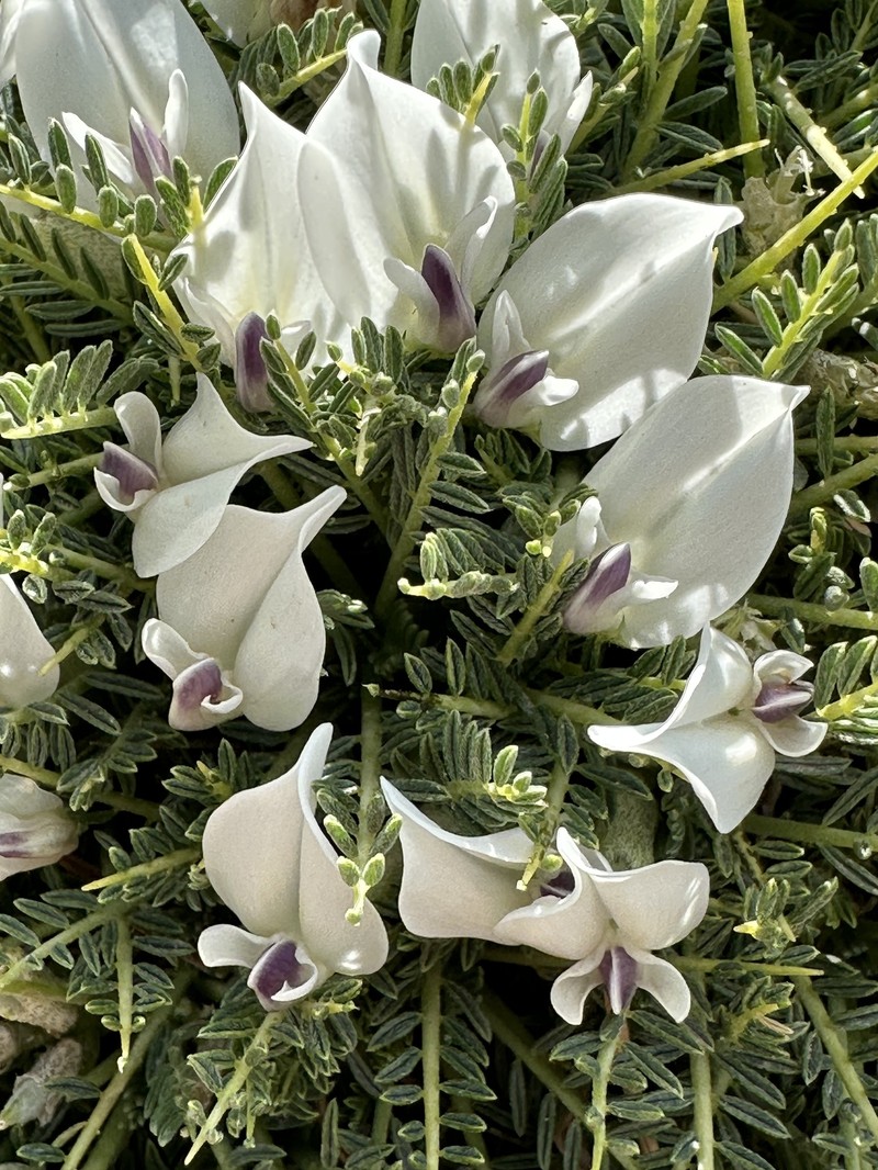 Astragalus angustifolius subsp. echinoides photo 2