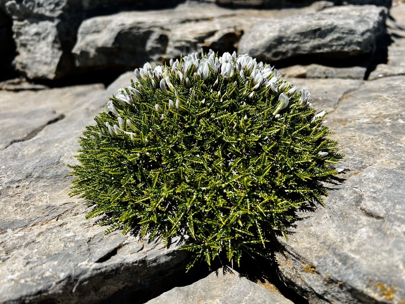 Astragalus angustifolius subsp. echinoides photo 3