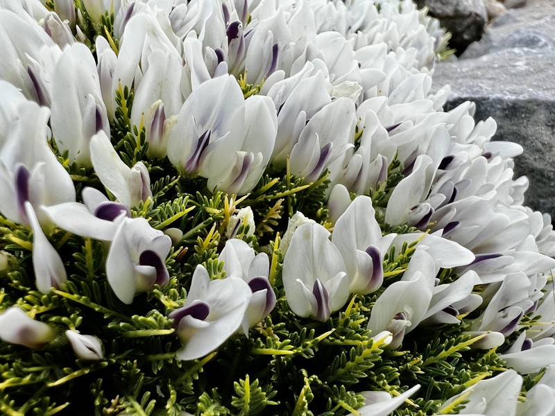 Astragalus angustifolius subsp. echinoides photo 4