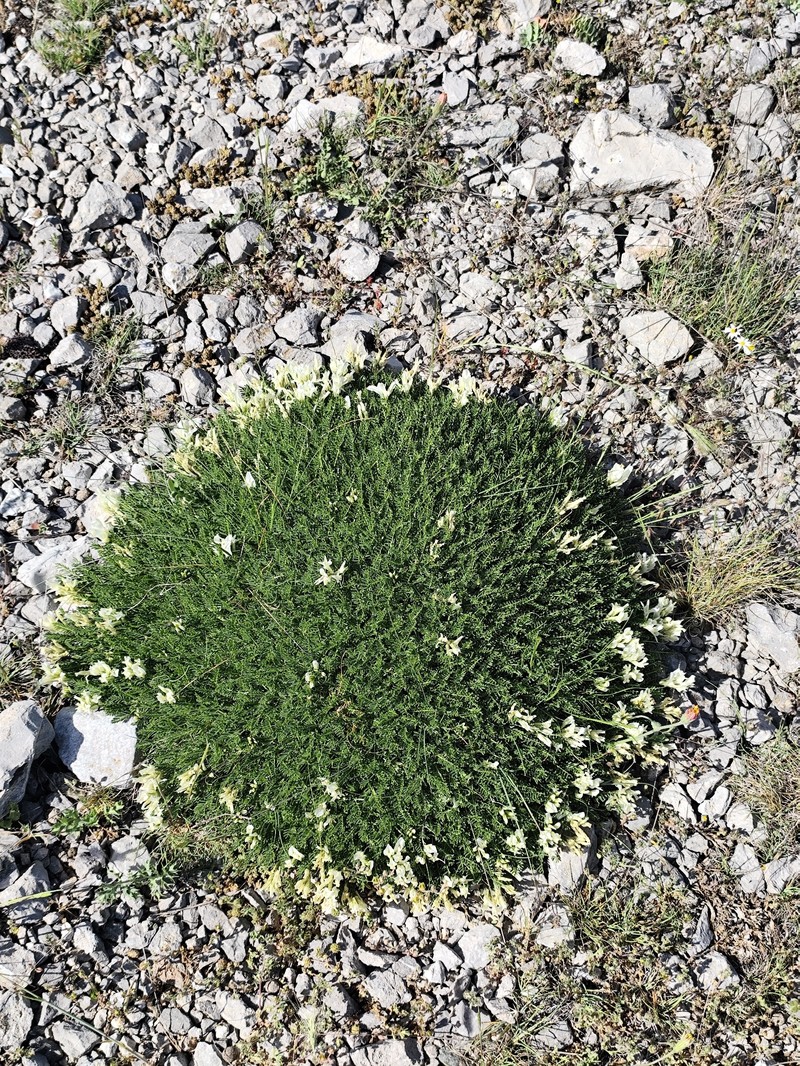 Astragalus angustifolius subsp. erinaceus