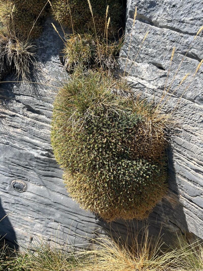 Astragalus angustifolius subsp. erinaceus photo 2